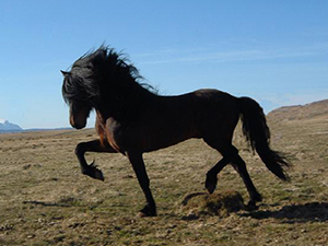 Petit cheval Islandais au tölt